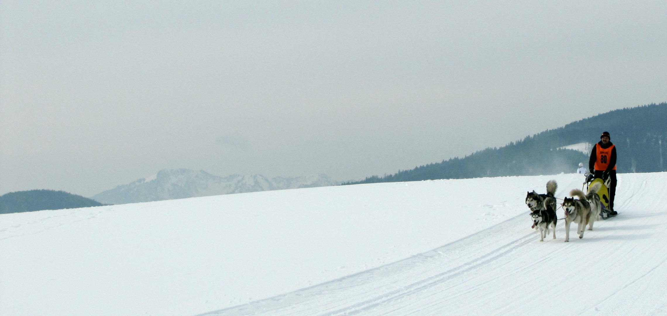 Hundeschlittenrennen Inzell