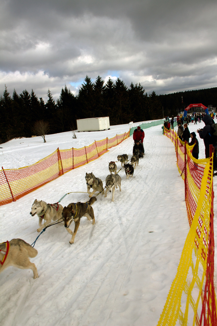 Hundeschlittenrennen Oberhof