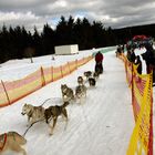 Hundeschlittenrennen Oberhof