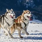 Hundeschlittenrennen - schön gemütlich... :-)