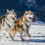 Hundeschlittenrennen - schön gemütlich... :-)