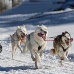 Hundeschlittenrennen - Synchronlauf