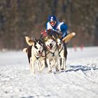 Hundeschlittenrennen Trans Thüringia