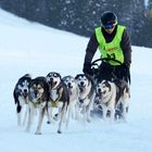 Hundeschlittenrennen Unterjoch 2017