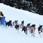 Hundeschlittenrennen Unterjoch 2017