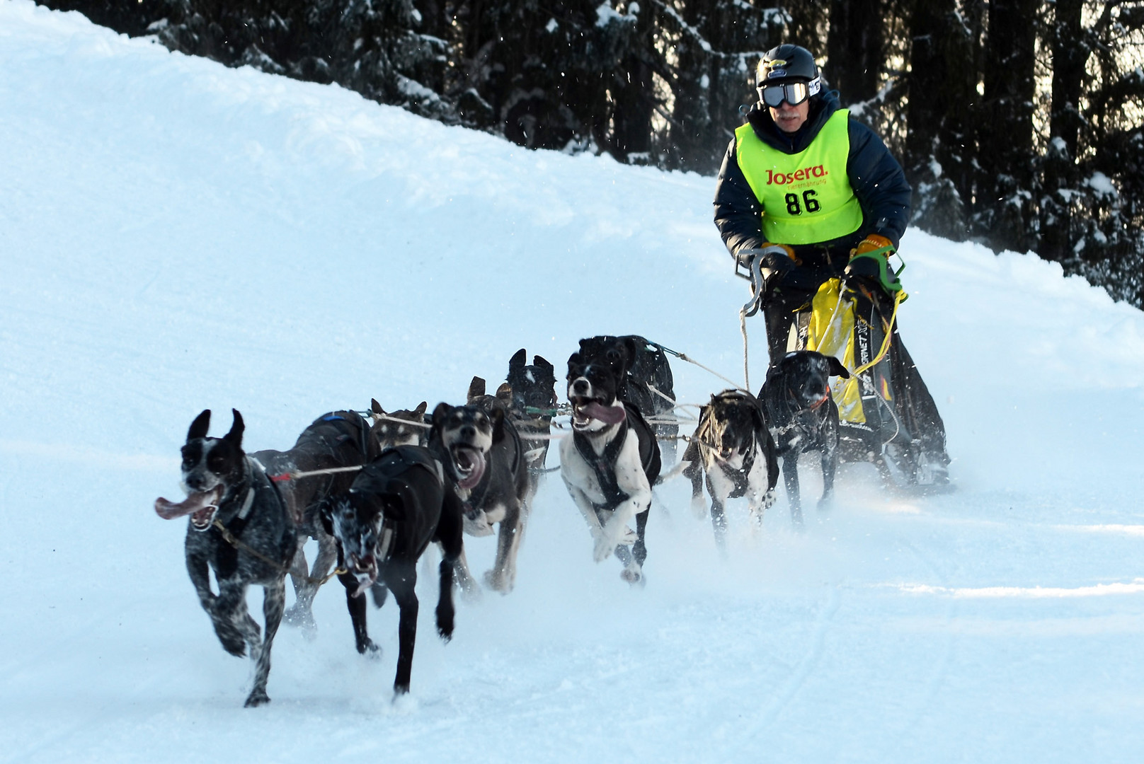 Hundeschlittenrennen Unterjoch 2017