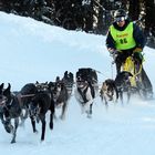 Hundeschlittenrennen Unterjoch 2017