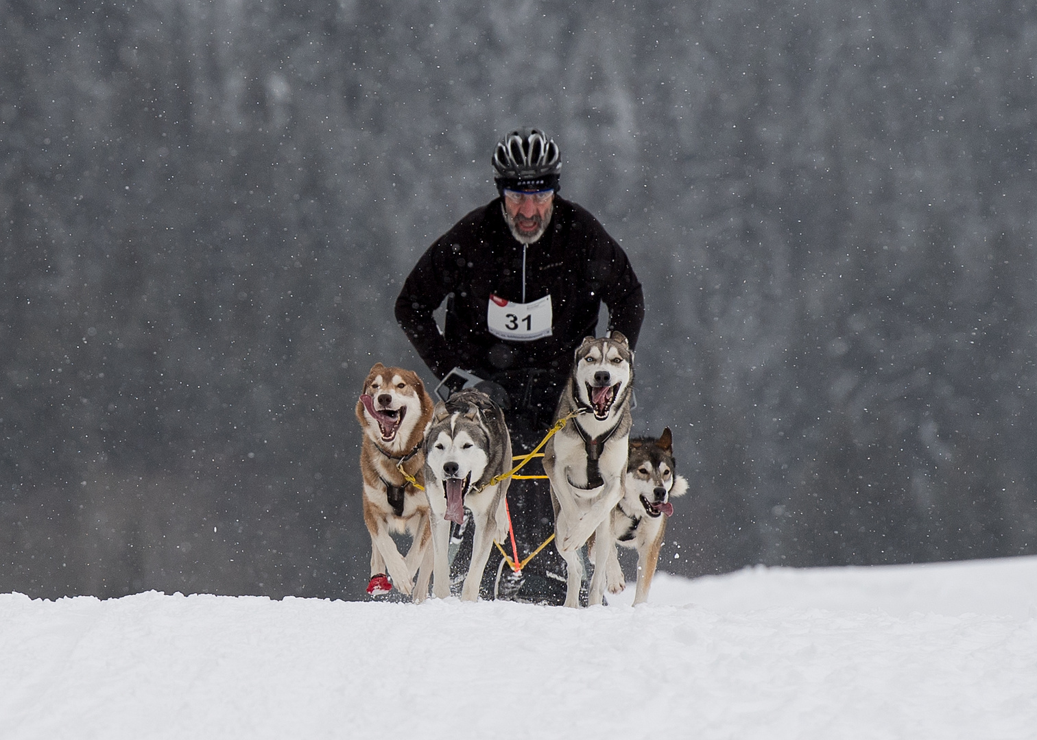 Hundeschlittenrennen Unterjoch 2018