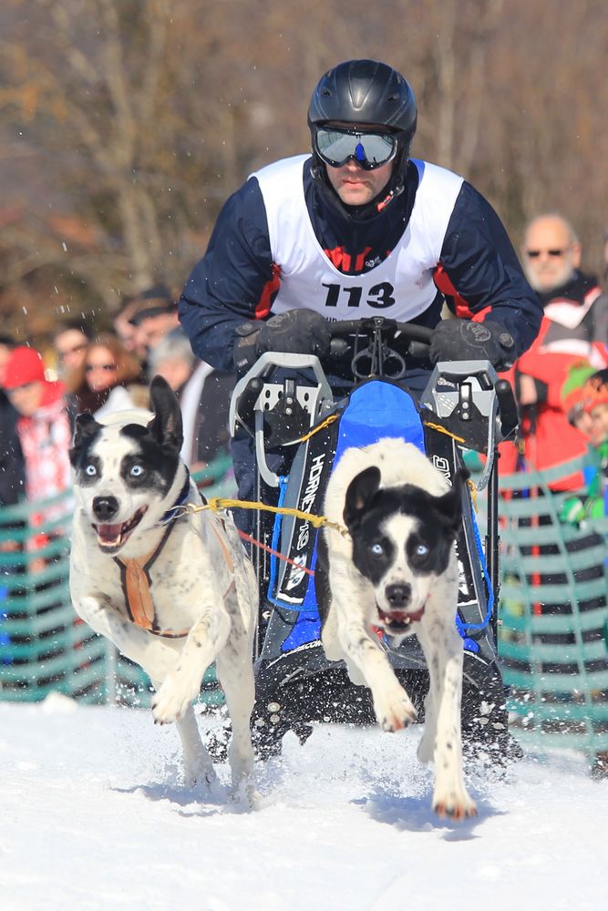  Hundeschlittenrennen Wallgau Foto & Bild 