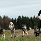Hundeschlittenwagenrennen in Reingers 2012 –Part 1