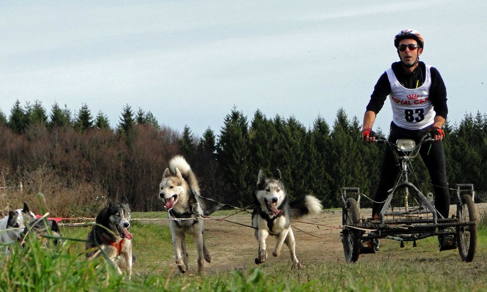 Hundeschlittenwagenrennen in Reingers 2012 –Part 1