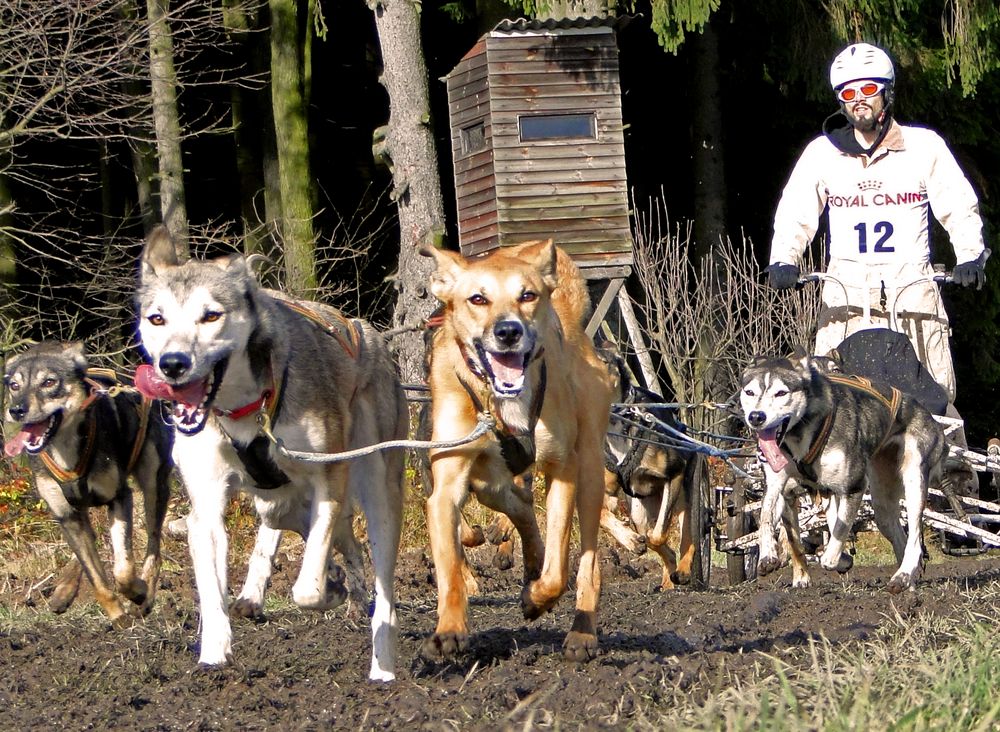 Hundeschlittenwagenrennen in Reingers 2012 –Part 2