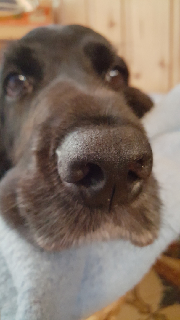 Hundeschnauze Foto & Bild | tiere, haustiere, hunde Bilder auf ...