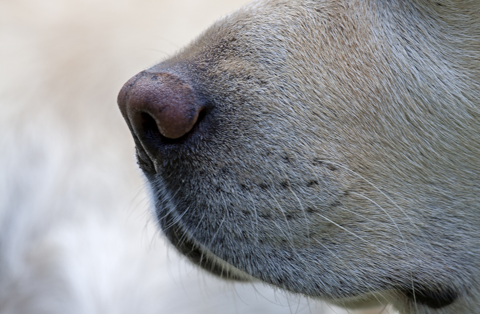 Hundeschnauze