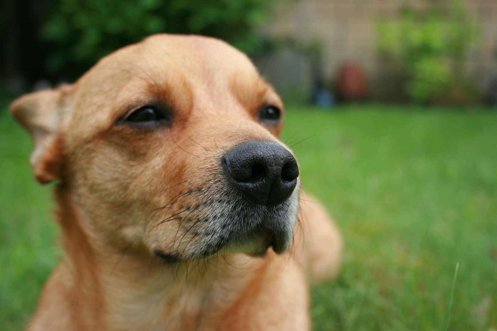 Hundeschnauze