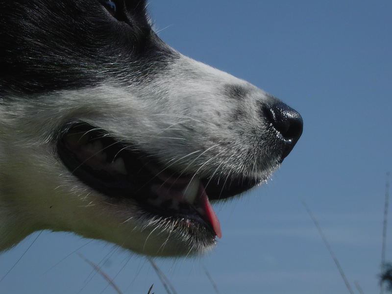 Hundeschnauze im Suchertest