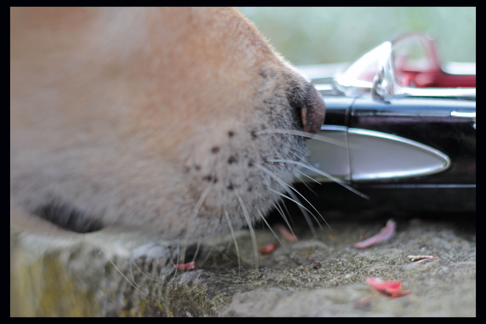 Hundeschnauze meets Corvette