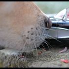 Hundeschnauze meets Corvette