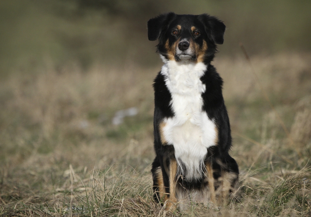 Hundeschule