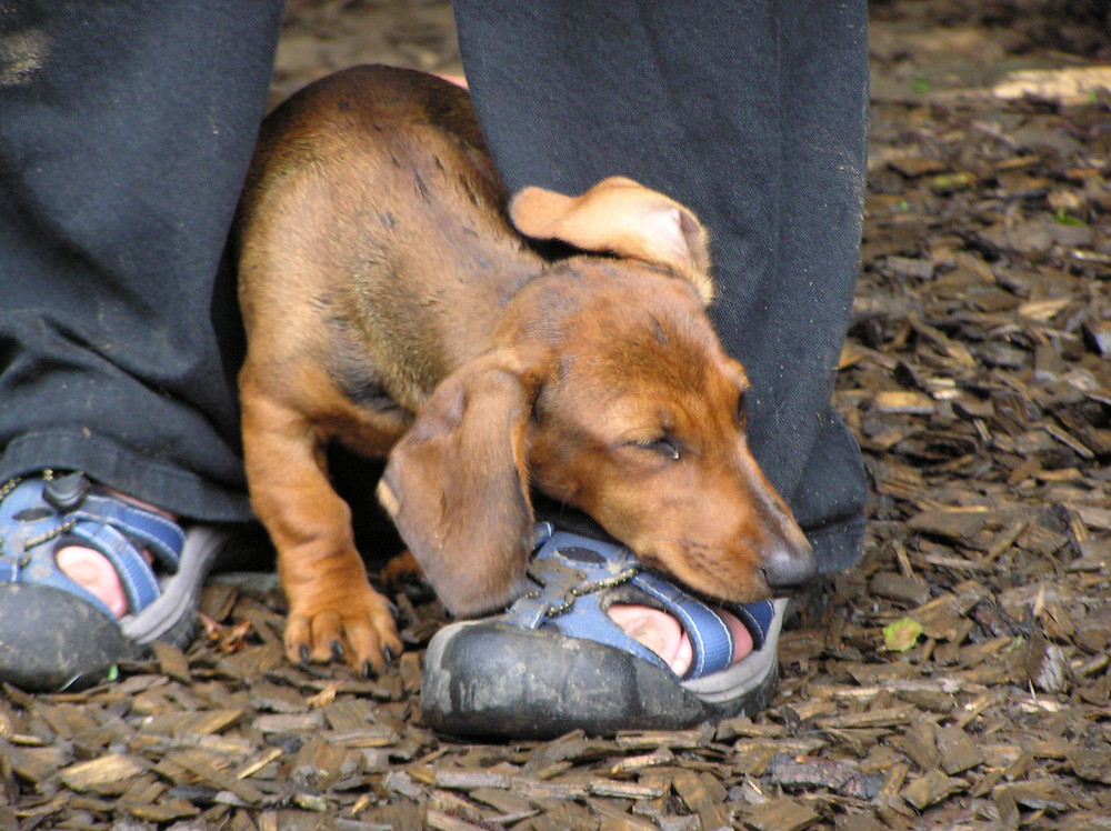 Hundeschule macht müde