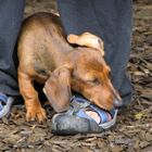 Hundeschule macht müde