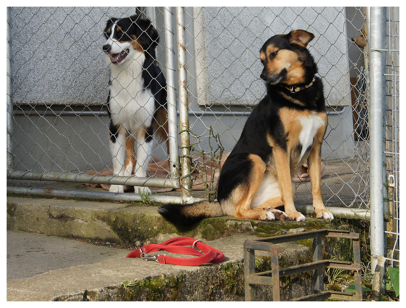 Hundeschule: Zuschauer