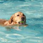 Hundeschwimmen 2