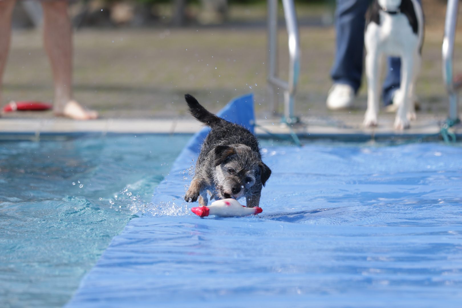 Hundeschwimmen 2017 2