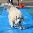 Hundeschwimmen 4