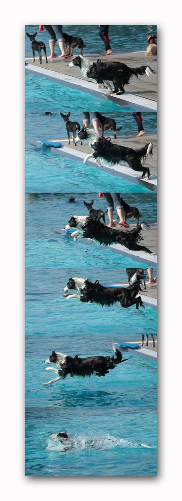 Hundeschwimmen,  Collage "Jump" 