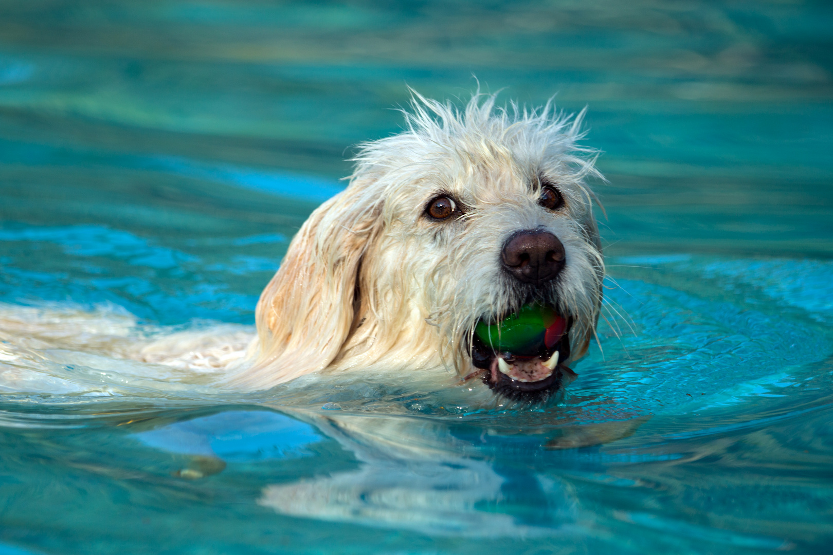 Hundeschwimmen im Freibad