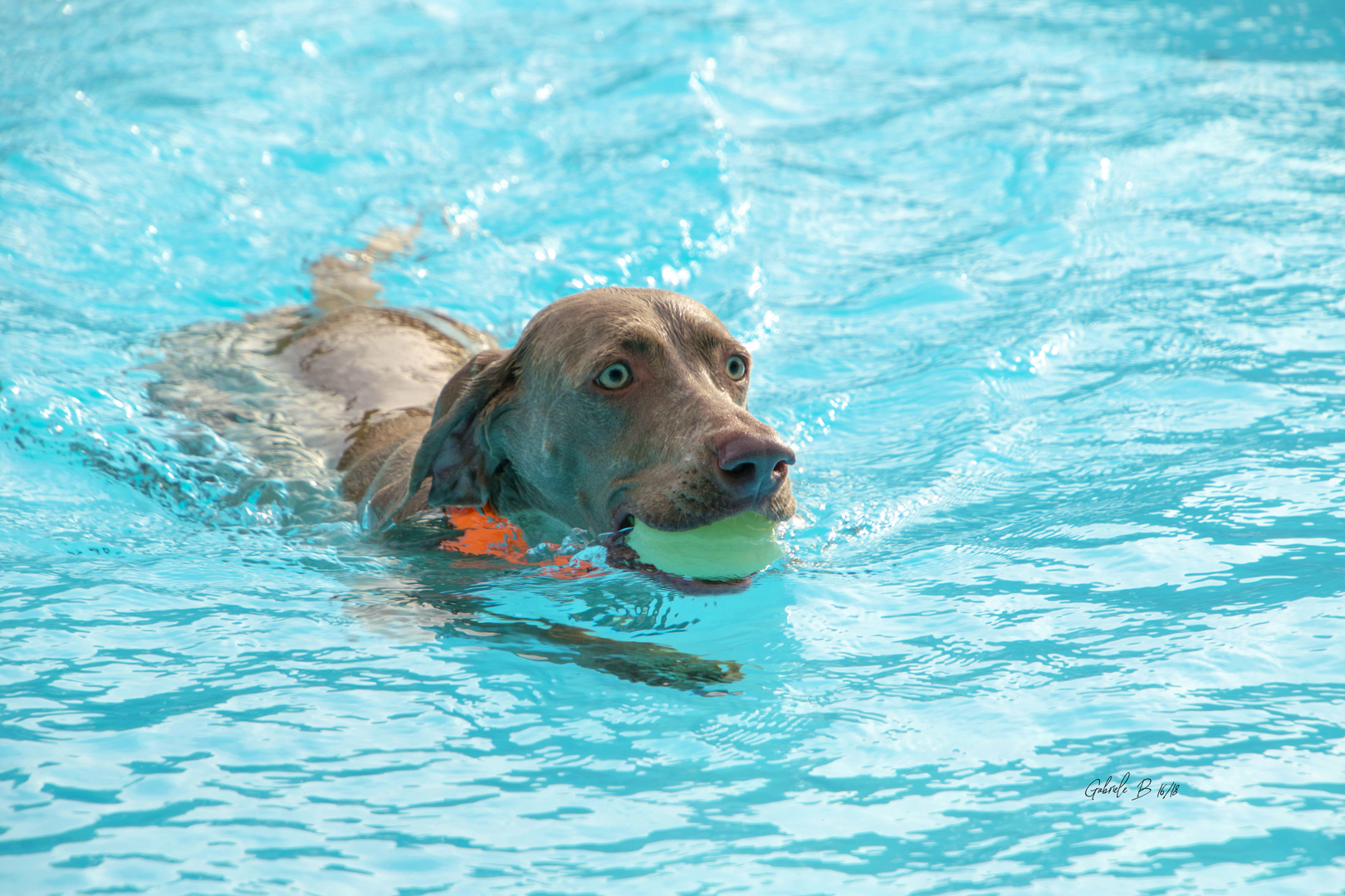 Hundeschwimmen  in Leverkusen