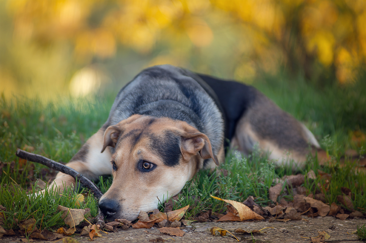 Hundeshooting