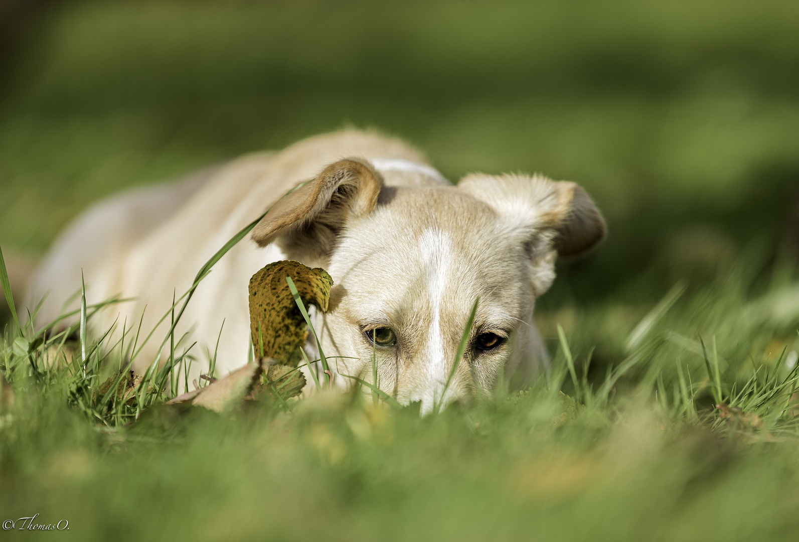 Hundeshooting