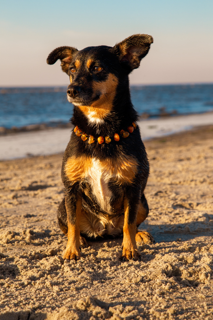 Hundeshooting an der Nordsee