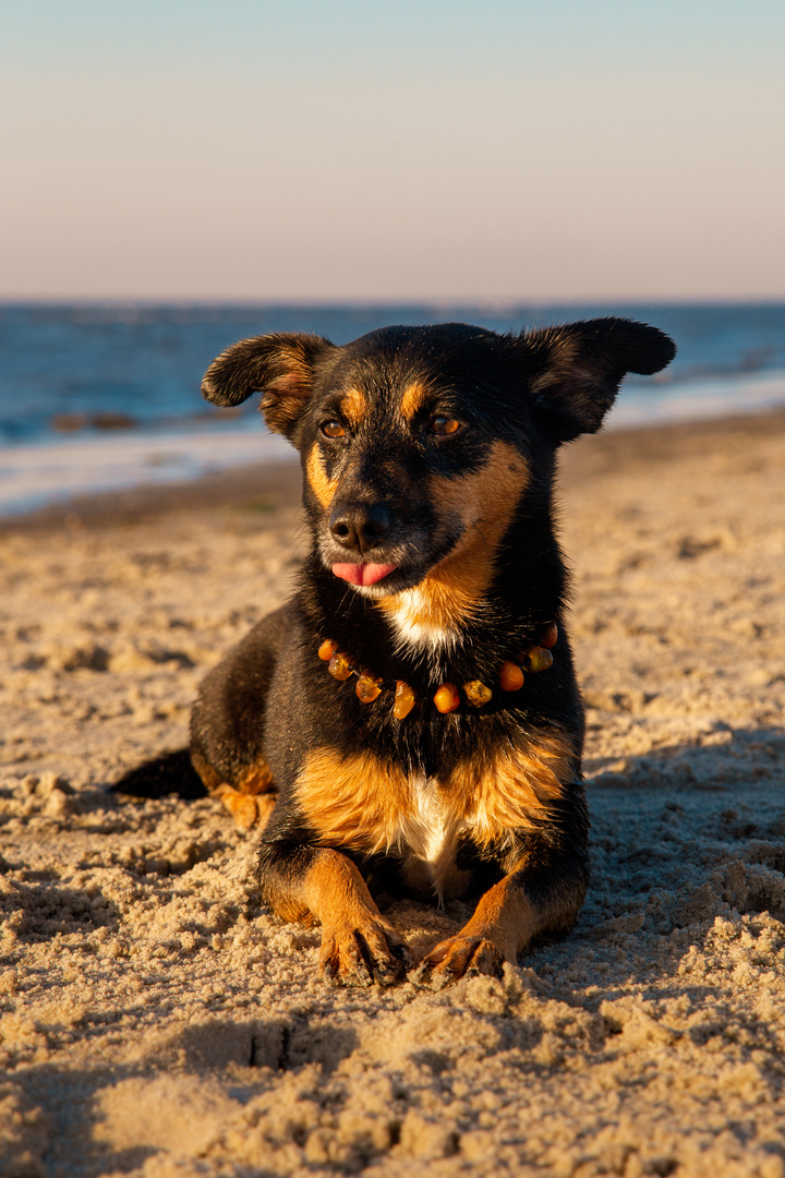 Hundeshooting an der Nordsee