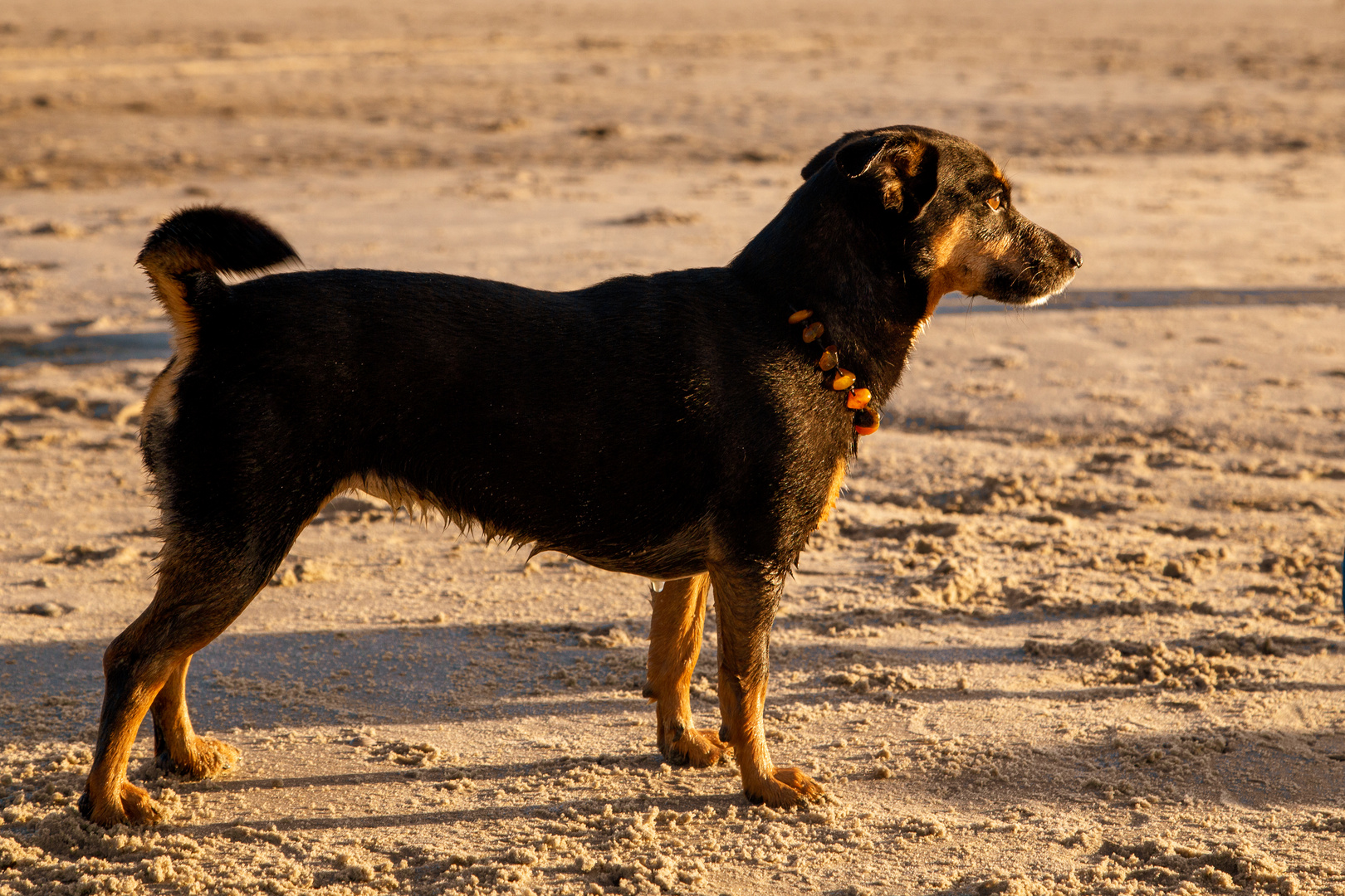 Hundeshooting an der Nordsee