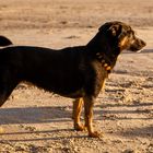 Hundeshooting an der Nordsee