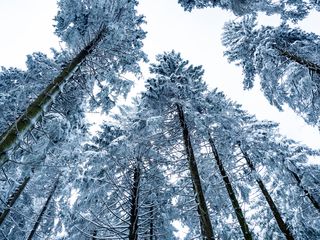 Hundeshooting in Winterberg