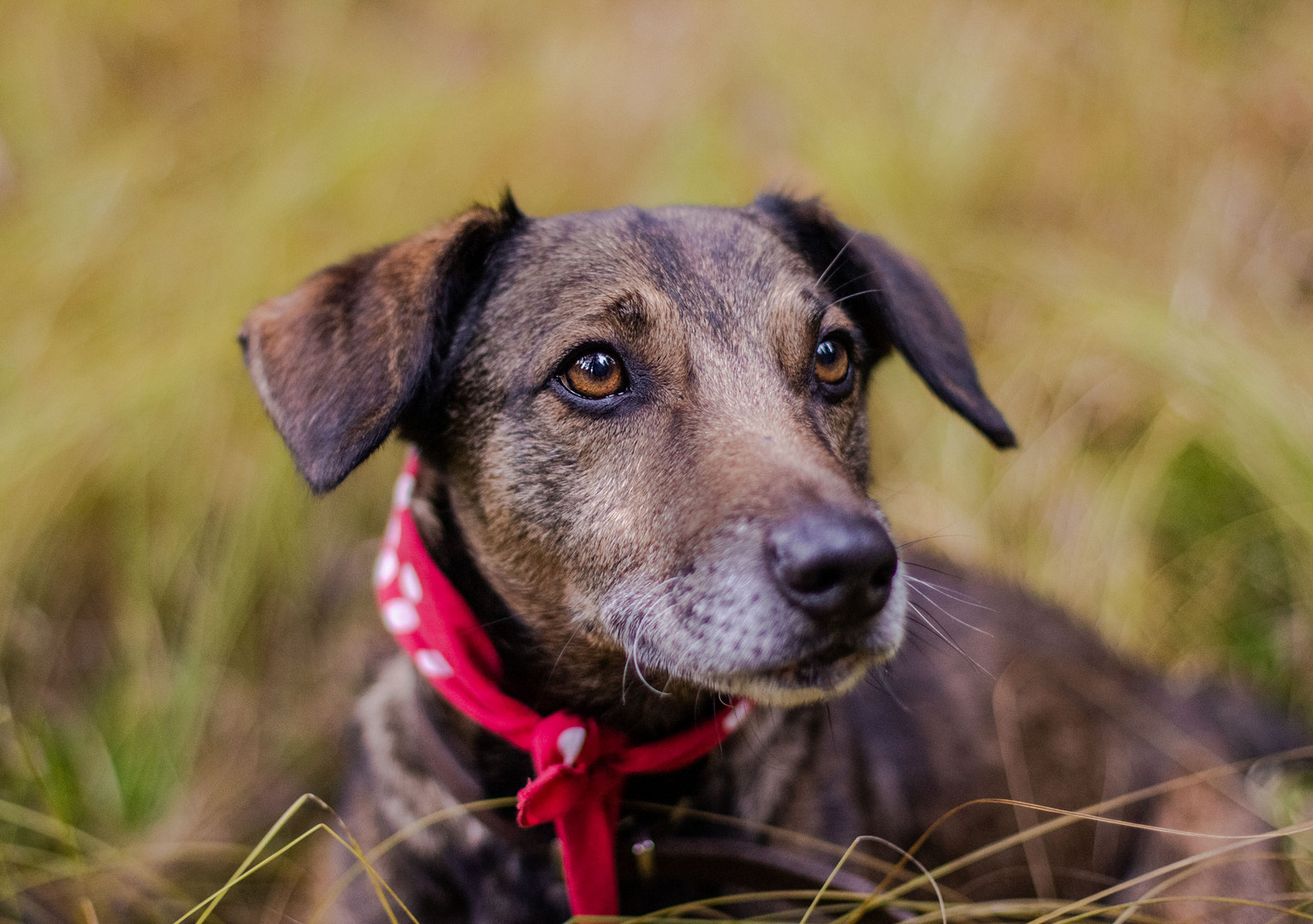 Hundeshooting mit Rossi