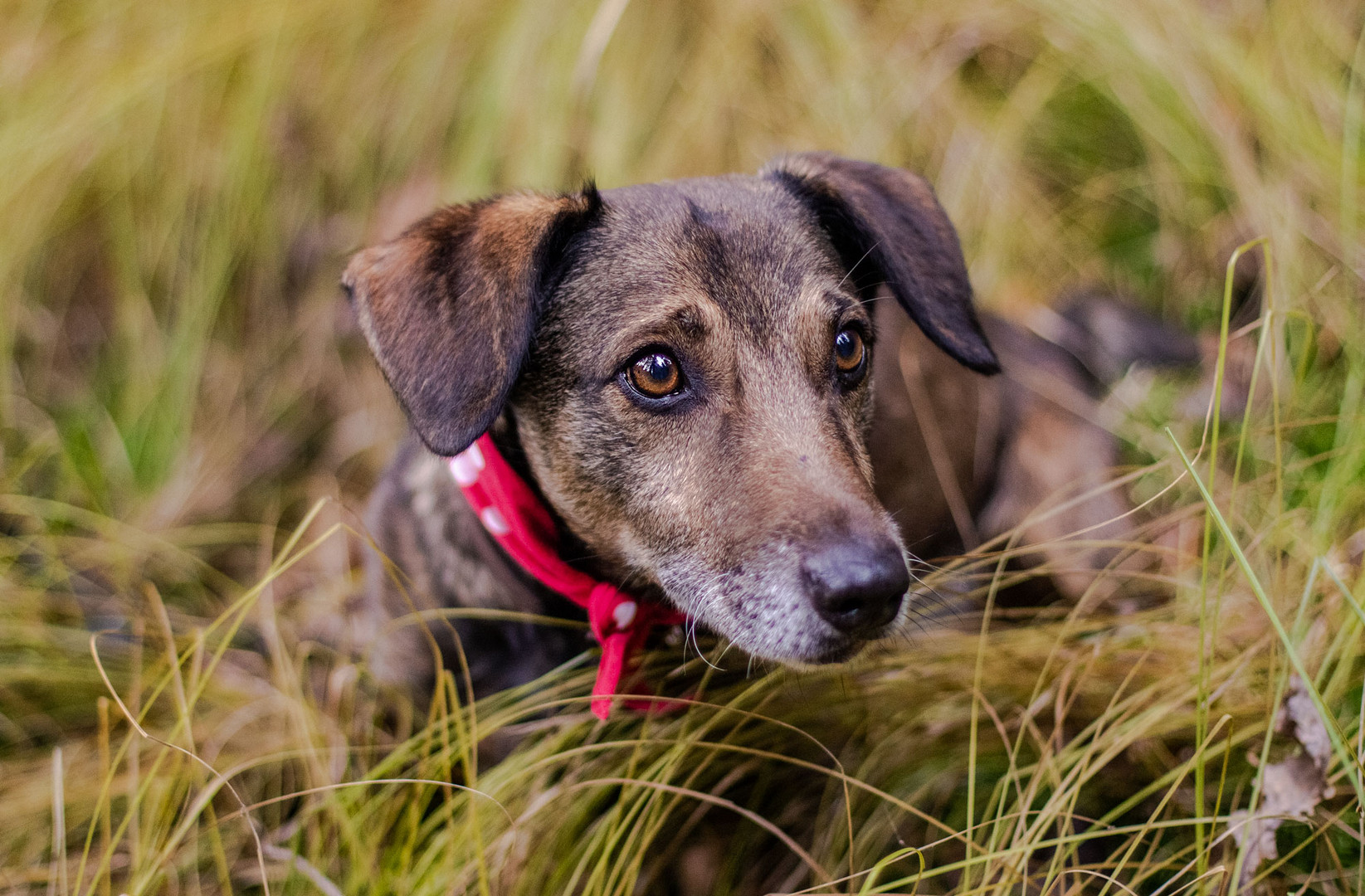 Hundeshooting mit Rossi