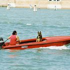 Hundesommer in Venedig