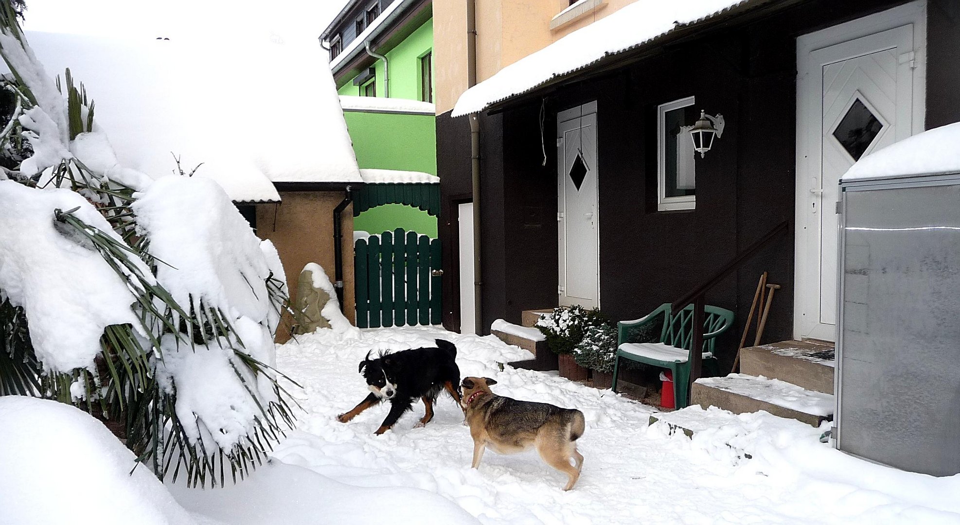 Hundespaß im Schnee