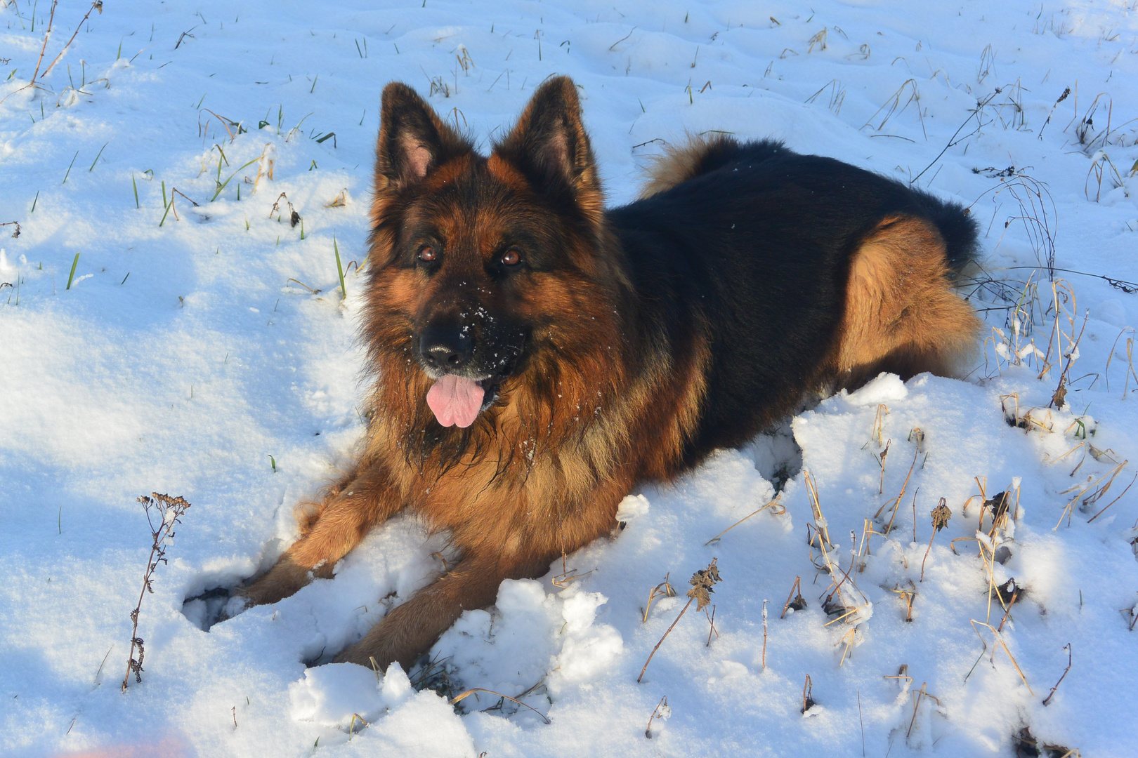 Hundespaß im Schnee