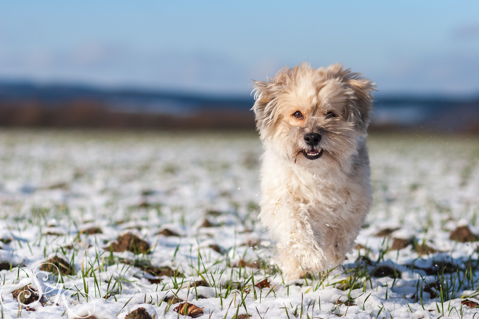 Hundespaß im Schnee