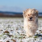 Hundespaß im Schnee