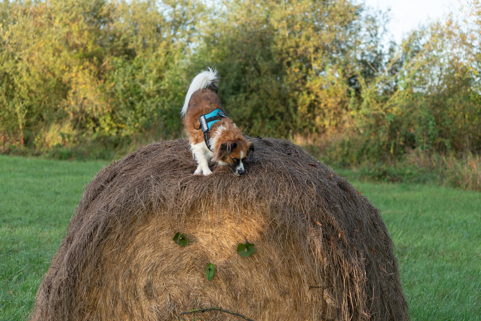 HundespaßimHerbst2