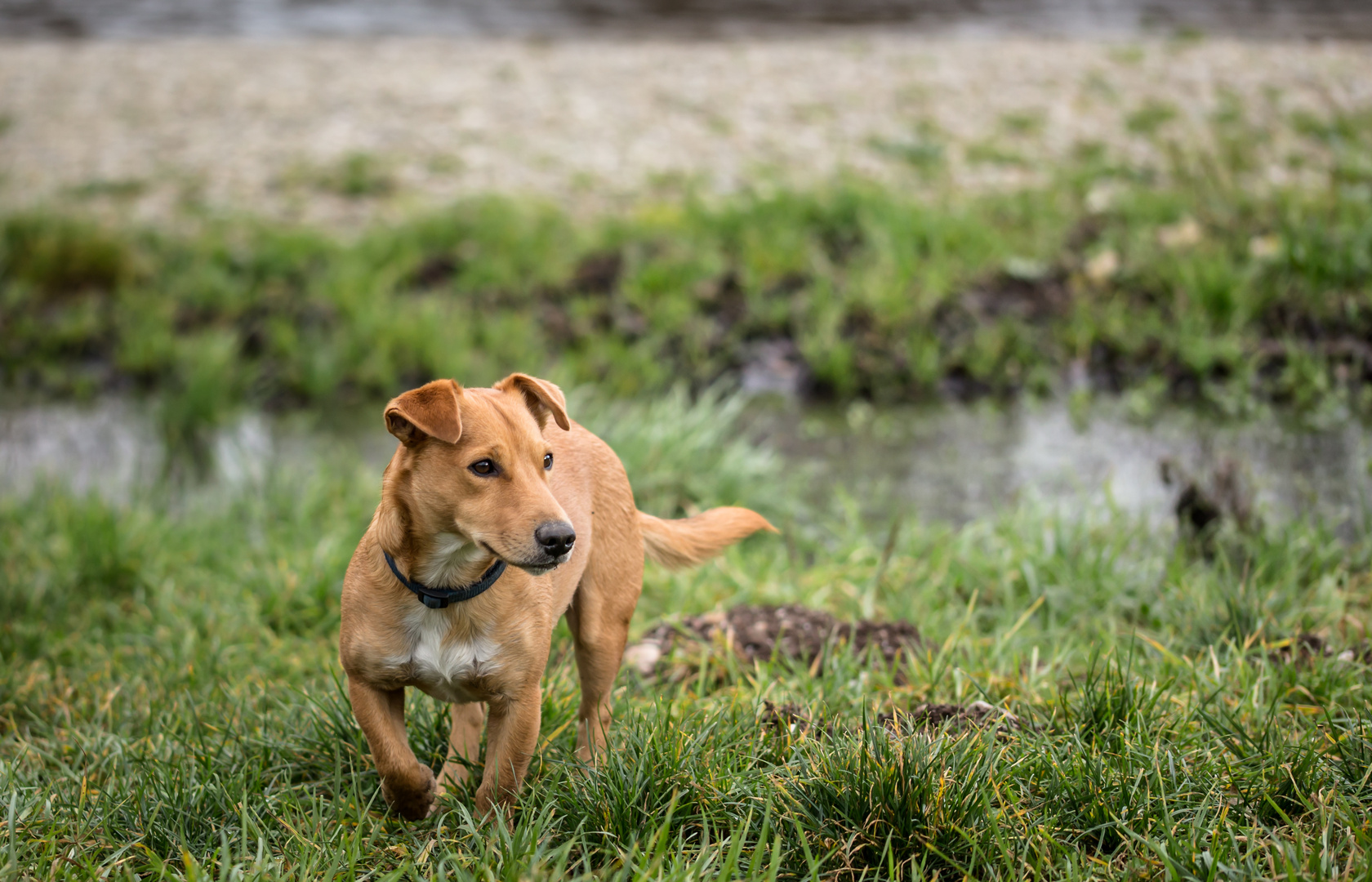 Hundespaziergang