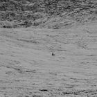 Hundespaziergang in der Eiswüste....