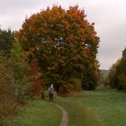 Hundespaziergang in herbstlicher Landschaft in Northeim.